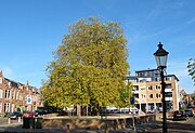 De plataan aan de Schimmelpenninckstraat in Amersfoort