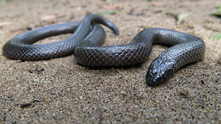 <i>Amblyodipsas</i> Genus of snakes