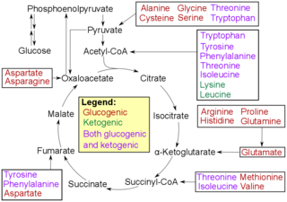 <span class="mw-page-title-main">Ketogenic amino acid</span> Type of amino acid