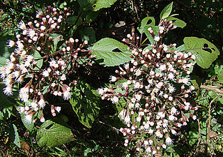 <i>Archibaccharis</i> Genus of flowering plants