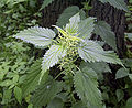 Tvíbýlisnota (Urtica dioica)