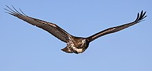 Buteo jamaicensis in flight at Llano Seco-1520.jpg