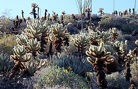 Cactus à Anza Borrego