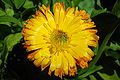 Calendula officinalis