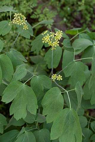 <i>Caulophyllum thalictroides</i> Species of flowering plant