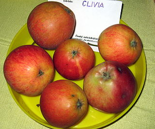 <span class="mw-page-title-main">Clivia (apple)</span> Apple cultivar