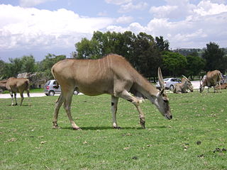 <span class="mw-page-title-main">Africam Safari</span> Zoo in Puebla, Mexico