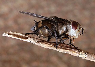 <i>Compsilura concinnata</i> Species of fly