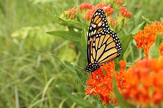 <span class="mw-page-title-main">Butterfly gardening</span> Gardening to benefit butterflies