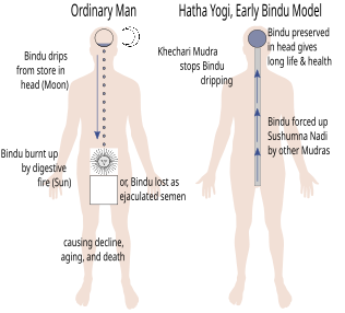 Early Bindu Model of Hatha Yoga, as described in the Hatha Yoga Pradipika and other texts. Mudras such as Viparita Karani can reverse the flow, stopping the loss of vital fluid.[4]