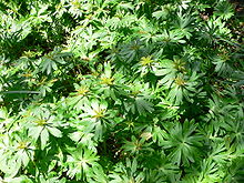 Foliage at the end of flowering Eranthis hyemalis.jpg