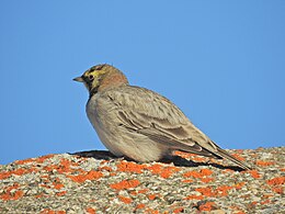 Ciocârlie urecheată (Eremophila alpestris)