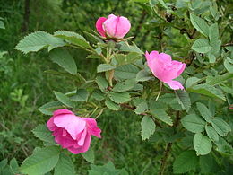 Paprastasis erškėtis (Rosa canina)