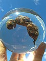 Fox poo in a resin sphere