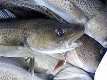 White fish (Atlantic cod) Gadus morhua-idlm2006.jpg