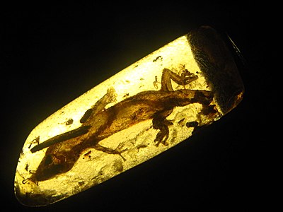 Gecko in amber