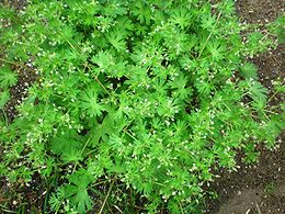 Smulkusis snaputis (Geranium pusillum)