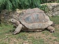 Aldabrachelys gigantea, espécie nativa das Seychelles.