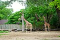 Brookfield Zoo