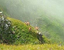 West Caucasian turs in Caucasus Biosphere Reserve Gornye tury.jpg