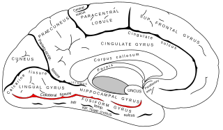 <span class="mw-page-title-main">Collateral fissure</span> Brain structure