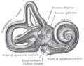 ข้างในกระดูกห้องหูชั้นใน (bony labyrinth) ด้านขวา