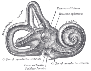 <span class="mw-page-title-main">Modiolus (cochlea)</span> Conical shaped central axis in the cochlea