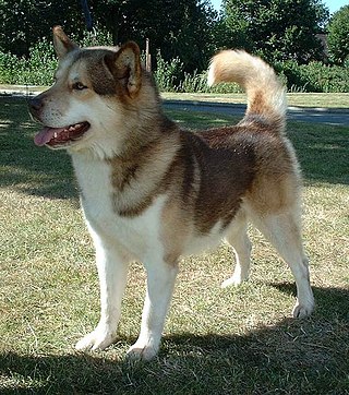 <span class="mw-page-title-main">Greenland Dog</span> Dog breed