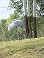 Sarus Crane (Grus antigone)