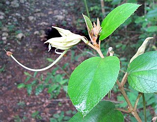 <i>Helicteres</i> Genus of flowering plants