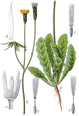 Hypochaeris glabra