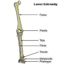 Botten van het onderste ledemaat