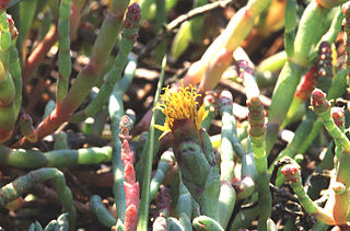 <i>Jaumea carnosa</i> Species of aquatic plant