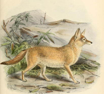 Renard blond des sables (V. pallida)