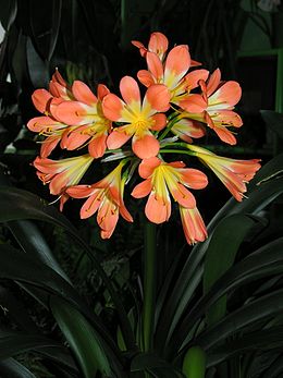 Klivija (Clivia)