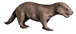 Amphicynodontidae Extinct clade of mammals