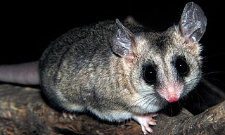 <span class="mw-page-title-main">Elegant fat-tailed mouse opossum</span> Species of marsupial