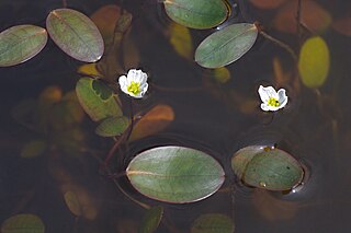 <i>Luronium</i> Species of plant