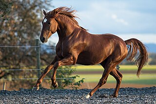 <span class="mw-page-title-main">Lusitano</span> Horse breed from Portugal