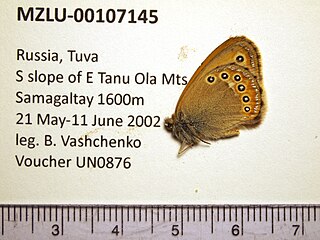 <i>Coenonympha amaryllis</i> Species of butterfly