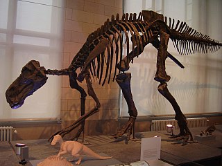 <i>Maiasaura</i> Extinct genus of reptiles