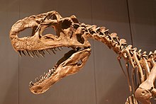 Monolophosaurus skull.jpg