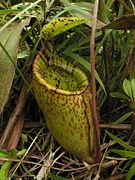 Nepenthes palawanensis