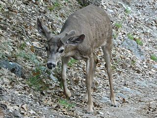 <span class="mw-page-title-main">California mule deer</span> Subspecies of deer