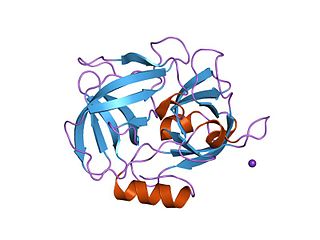 <span class="mw-page-title-main">Glutamyl endopeptidase GluV8</span>