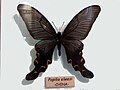 Papilio elwesi