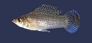 <span class="mw-page-title-main">Sailfin molly</span> Species of fish