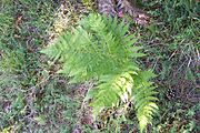 Farne (Pteridium aquilinum, Diplazium esculentum, Lygodium spp.) (von Pteridium esculentum die Wurzeln)