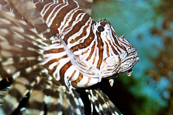 La tête d’un « poisson diable » (Pterois antennata). (définition réelle 1 536 × 1 024*)