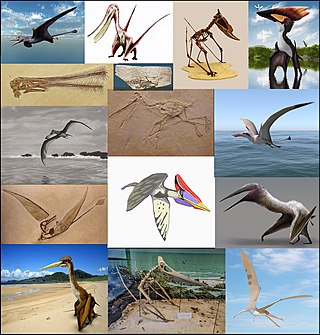 <span class="mw-page-title-main">Pterosaur</span> Flying reptiles of the extinct clade or order Pterosauria